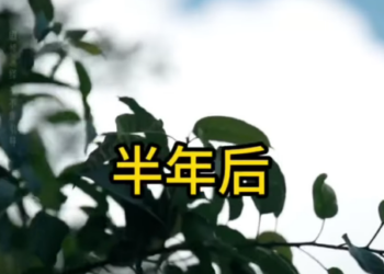 F2201009 兒媳婦懷着女孩 遭到婆婆的偏心對待 藍海時代小劇場 part2