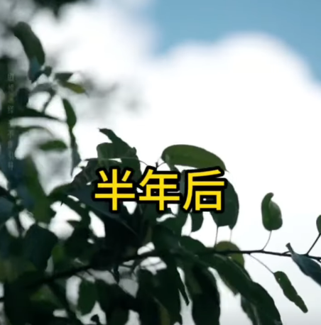 F2201009 兒媳婦懷着女孩 遭到婆婆的偏心對待 藍海時代小劇場 part2